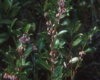 lyonia lucida 2.jpg